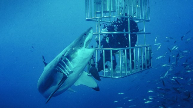 Shark Lockdown (2020) - Discovery Plus