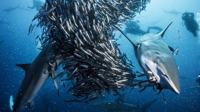 Shark (2015) - BBC iPlayer