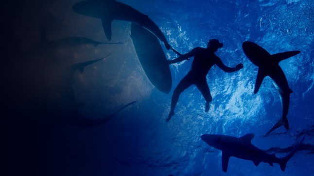 Sharkwrecked (2018) - Discovery Plus