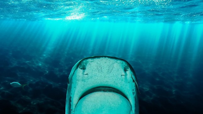Why Sharks Attack (2023) - BBC iPlayer