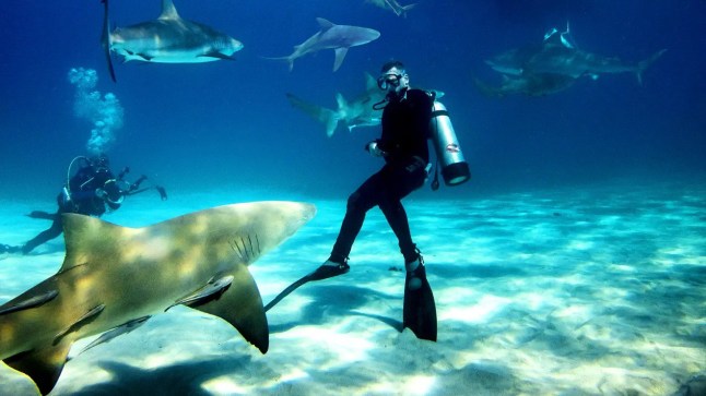 Of Shark and Man ?Apple TV+ https://tv.apple.com ? movie ? of-shark-and-man David Diley is a thirty-two year old man, trapped in a dead end job in England's industrial north and his life is going nowhere.